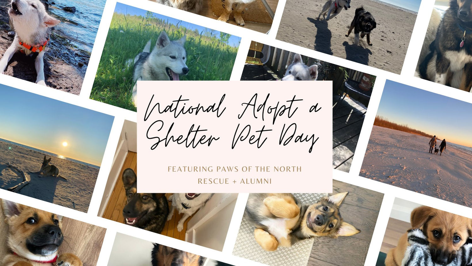 National Adopt a Shelter Pet Day